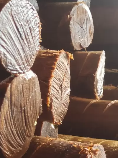 Tempo de “cura” do Tratamento da Madeira