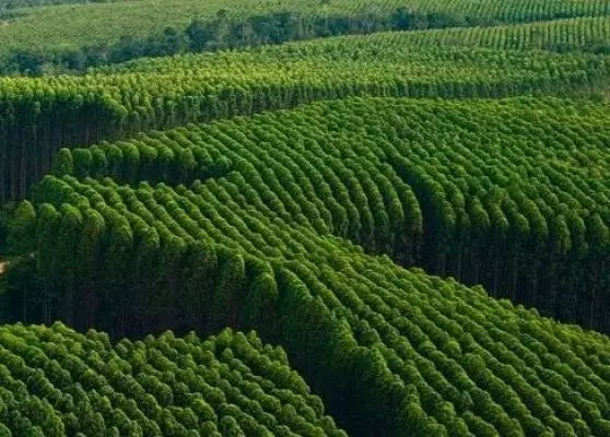 A importância do Eucalipto na preservação da floresta nativa