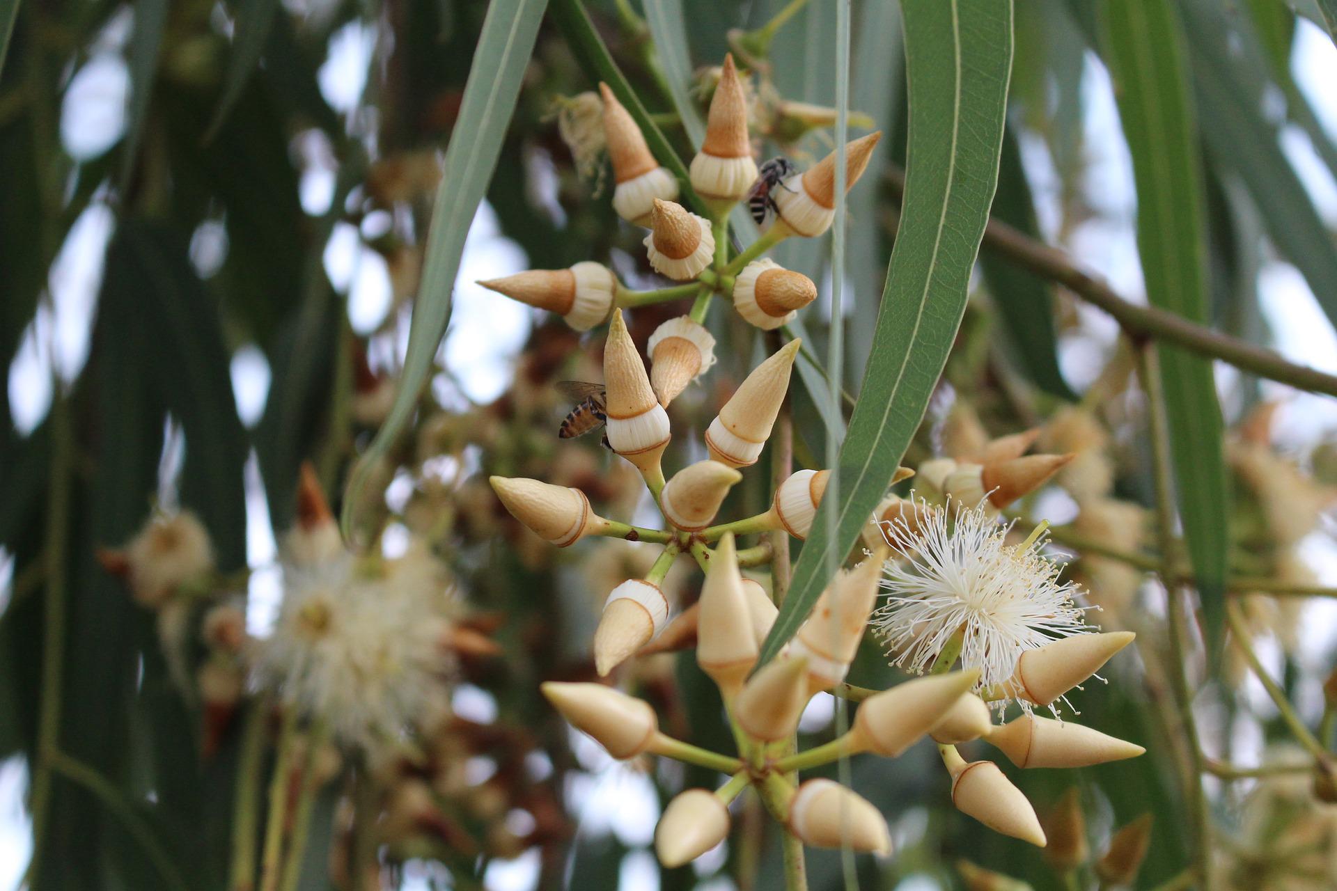 Flor de eucalipto